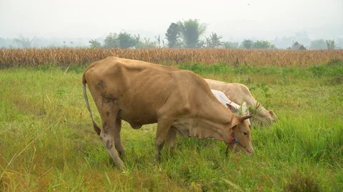 Cows in rice fields and eat grass. Stock Footage 128239348