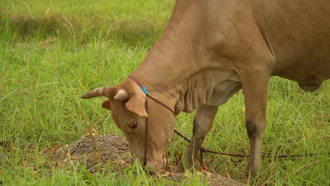 Cows in rice fields and eat grass. Stock Footage 128239368