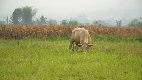 Cows in rice fields and eat grass. Stock Footage 128239373