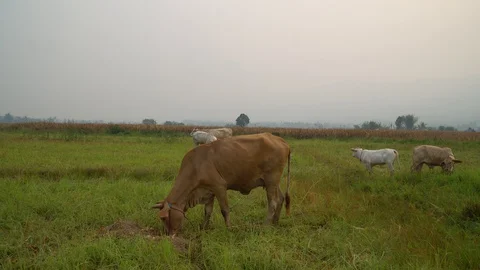 Cows in rice fields and eat grass. Stock Footage 128239433