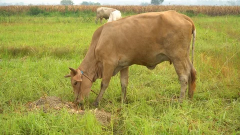 Cows in rice fields and eat grass. Stock Footage 128239637