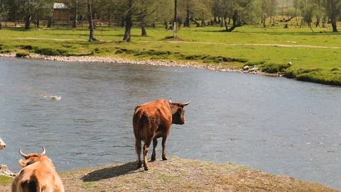 Cows on the river. Cows Drink Water From The River. cows drink water. 스톡 동영상 106102580