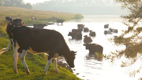 Cows on river. Cows Drinking In The Water Of River. cows drink water. Stock Footage 81183871