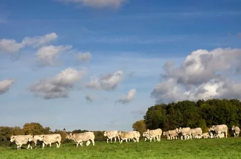 Cows in a river floodplain Stock Photos