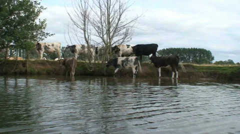 Cows by the river Stock Footage 643716