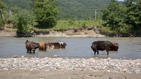 Cows in river Vídeo Stock 58471033