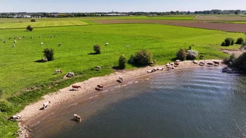 Cows in river Video stock 309866752