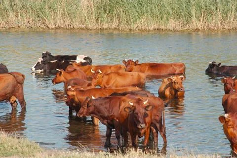 Cows in the river Stock-Fotos