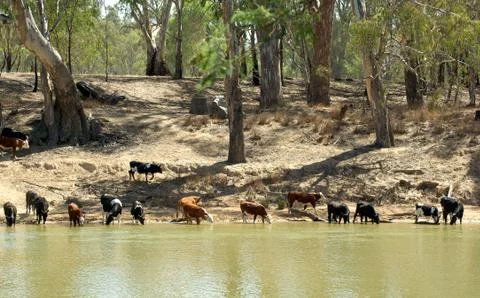 Cows at the river Stock Photos