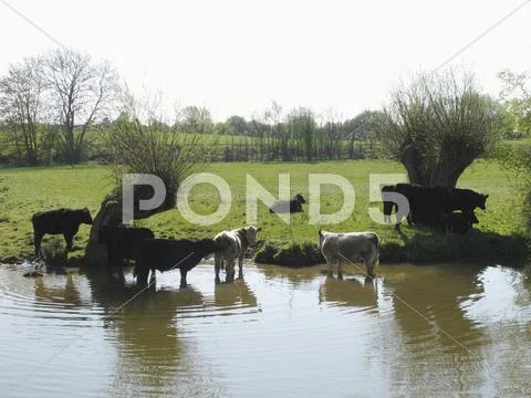 Cows in river Stock Photos