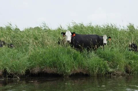 Cows in the River Stock Photos