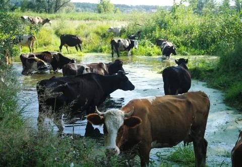 Cows on river Stock Photos