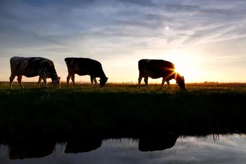 Cows by river at sunset Stock Photos