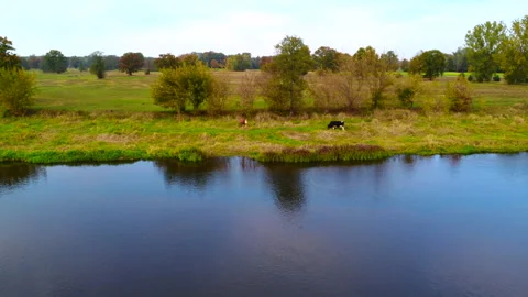 Cows on the riverbank, aerial view Stock Footage 219963535