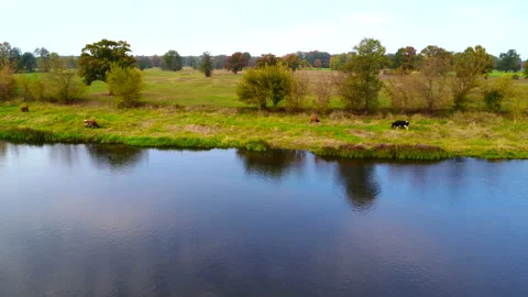 Cows on the riverbank Stock Footage 219963393