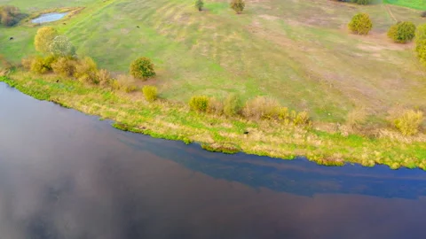 Cows on the riverbank Stock Footage 220038876