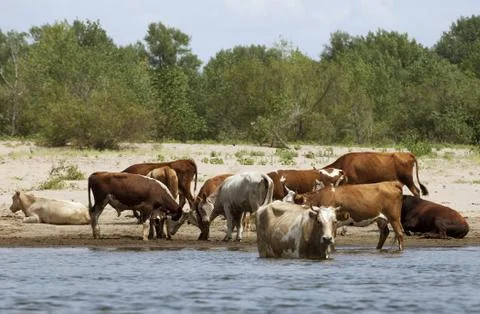 Cows at a riverbank Stock Photos