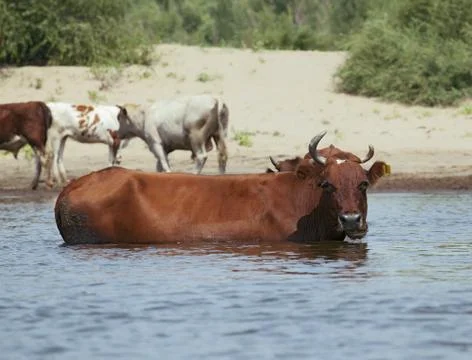 Cows at a riverbank Stock Photos
