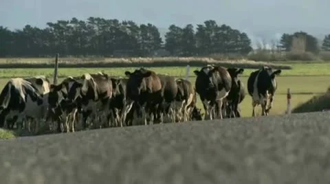 Cows on road 2331 Stock Footage 10591658