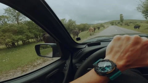 Cows on the road, cows grazing on the road Stock Footage 327988662