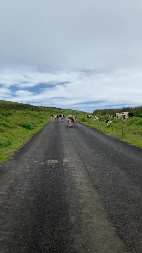 Cows on a road in Easter Island Stock-Footage 342836258