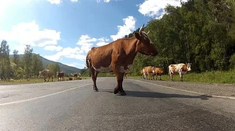 Cows on the road Stock Footage 12306381