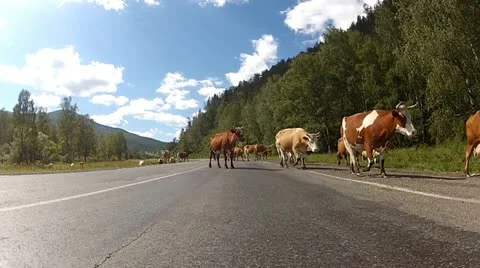 Cows on the road Stock-Footage 12306491
