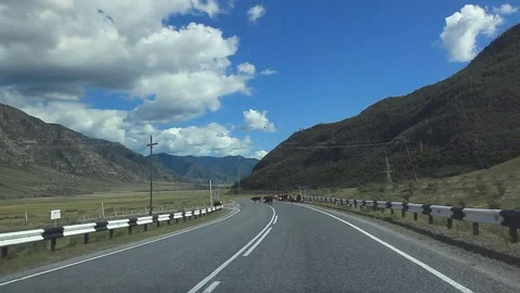 Cows on the road Stock-Footage 71547577