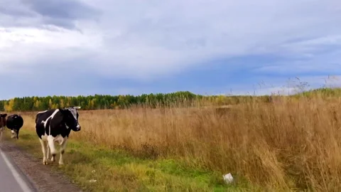 Cows on the road Stock Footage 161650905