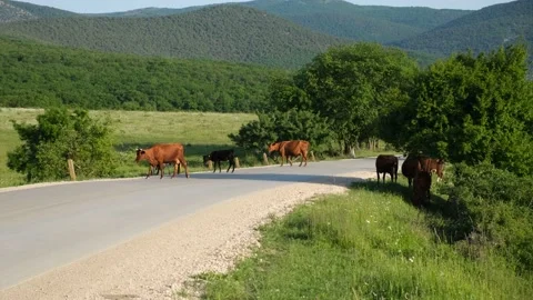 Cows road green grass. Stock Footage 232764899