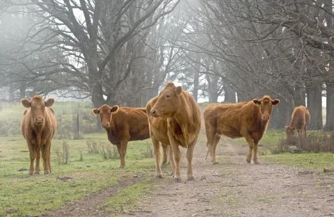 Cows on the road Stock Photos