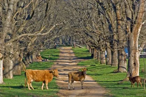 Cows in the road Foto stock