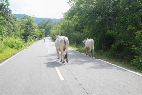 Cows on the road Stock Photos