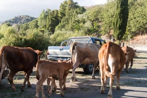 Cows on the road Stock Photos