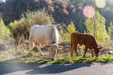 Cows on the road Stock Photos