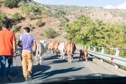 Cows on the road Stock Photos