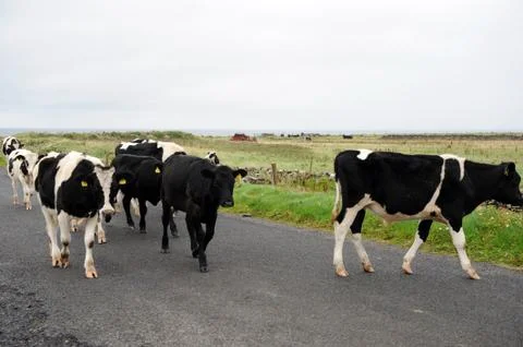 Cows on a road Stock Photos