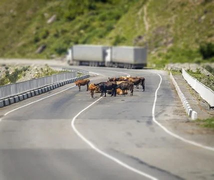 Cows on the road Stock Photos