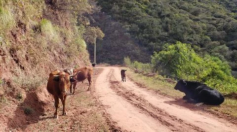 Cows on road Stock Photos