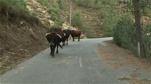 Cows road walk Stock Footage 62469828