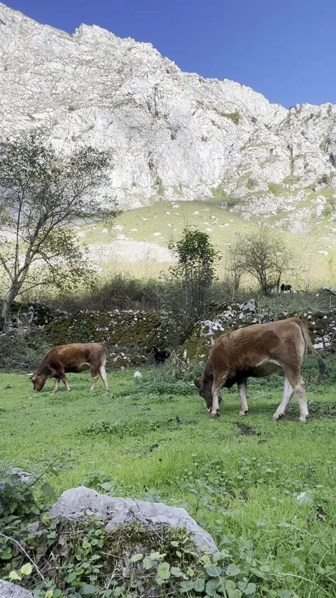 Cows roaming freely in the mountains. Vertical video. Stock Footage 298995923