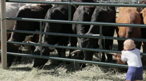Cows at Rodeo Stock Footage 21198207