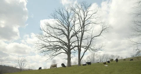 Cows on rolling hills Stock Footage 128845610