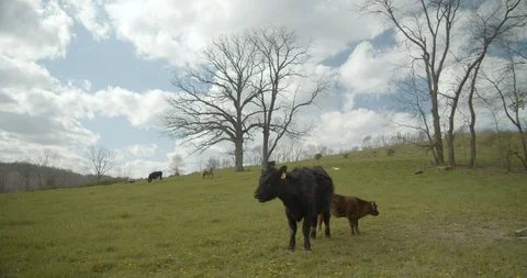 Cows on rolling hills Stock Footage 128847298