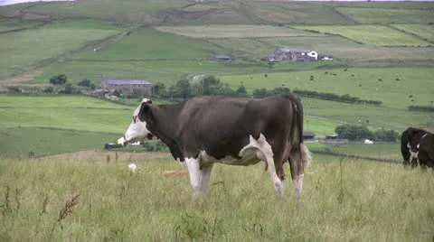 Cows in rough grass overlooking Lancashire hillside Video stock 22249226