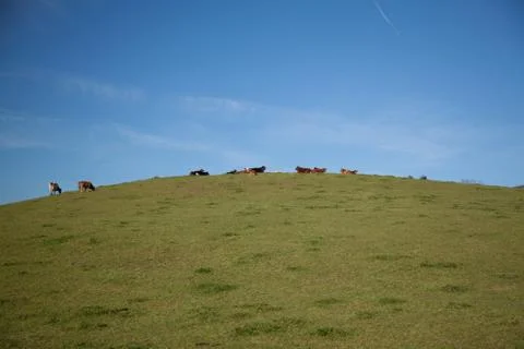 Cows on round hill top Stock Photos