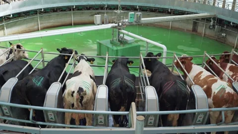 Cows on round rotary machine for milking in dairy farm. Industrial milk and Stock Footage 136489500