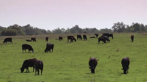 Cows on Route 66 Stock Footage 7740937