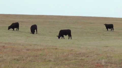 Cows on Route 66 Stock Footage 7741090