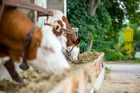 Cows in a row eating from the through full of hay in the large farm, agriculture Stock Photos